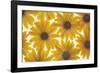 Yellow Cape Dasies-Cora Niele-Framed Photographic Print