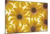 Yellow Cape Dasies-Cora Niele-Mounted Photographic Print