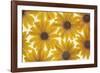 Yellow Cape Dasies-Cora Niele-Framed Photographic Print