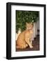 Yellow Cat Sitting on Cobblestone-DLILLC-Framed Photographic Print