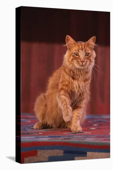 Yellow Cat Sitting on Rug-DLILLC-Stretched Canvas