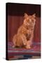 Yellow Cat Sitting on Rug-DLILLC-Stretched Canvas