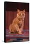 Yellow Cat Sitting on Rug-DLILLC-Framed Stretched Canvas