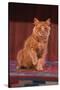 Yellow Cat Sitting on Rug-DLILLC-Stretched Canvas