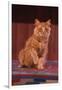 Yellow Cat Sitting on Rug-DLILLC-Framed Photographic Print