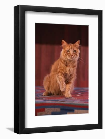 Yellow Cat Sitting on Rug-DLILLC-Framed Photographic Print