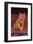 Yellow Cat Sitting on Rug-DLILLC-Framed Photographic Print