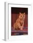 Yellow Cat Sitting on Rug-DLILLC-Framed Photographic Print