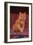 Yellow Cat Sitting on Rug-DLILLC-Framed Photographic Print