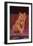 Yellow Cat Sitting on Rug-DLILLC-Framed Photographic Print