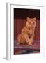 Yellow Cat Sitting on Rug-DLILLC-Framed Photographic Print