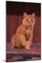 Yellow Cat Sitting on Rug-DLILLC-Mounted Photographic Print