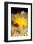 Yellow cave coral off Sark, Channel Isles, UK-Sue Daly-Framed Photographic Print