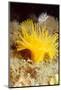 Yellow cave coral off Sark, Channel Isles, UK-Sue Daly-Mounted Photographic Print