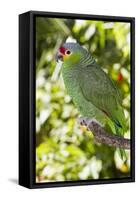 Yellow-Cheeked Amazon Parrot (Amazona Autumnalis)-Lynn M^ Stone-Framed Stretched Canvas