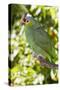 Yellow-Cheeked Amazon Parrot (Amazona Autumnalis)-Lynn M^ Stone-Stretched Canvas