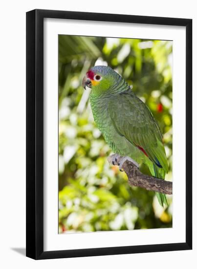 Yellow-Cheeked Amazon Parrot (Amazona Autumnalis)-Lynn M^ Stone-Framed Premium Photographic Print