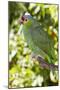 Yellow-Cheeked Amazon Parrot (Amazona Autumnalis)-Lynn M^ Stone-Mounted Premium Photographic Print