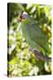 Yellow-Cheeked Amazon Parrot (Amazona Autumnalis)-Lynn M^ Stone-Stretched Canvas