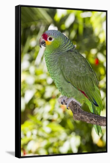 Yellow-Cheeked Amazon Parrot (Amazona Autumnalis)-Lynn M^ Stone-Framed Stretched Canvas