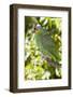 Yellow-Cheeked Amazon Parrot (Amazona Autumnalis)-Lynn M^ Stone-Framed Photographic Print