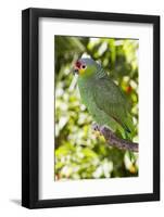 Yellow-Cheeked Amazon Parrot (Amazona Autumnalis)-Lynn M^ Stone-Framed Photographic Print