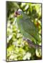 Yellow-Cheeked Amazon Parrot (Amazona Autumnalis)-Lynn M^ Stone-Mounted Photographic Print