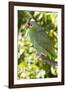 Yellow-Cheeked Amazon Parrot (Amazona Autumnalis)-Lynn M^ Stone-Framed Photographic Print