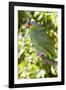 Yellow-Cheeked Amazon Parrot (Amazona Autumnalis)-Lynn M^ Stone-Framed Photographic Print