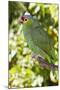 Yellow-Cheeked Amazon Parrot (Amazona Autumnalis)-Lynn M^ Stone-Mounted Photographic Print