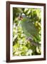 Yellow-Cheeked Amazon Parrot (Amazona Autumnalis)-Lynn M^ Stone-Framed Photographic Print