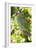 Yellow-Cheeked Amazon Parrot (Amazona Autumnalis)-Lynn M^ Stone-Framed Photographic Print