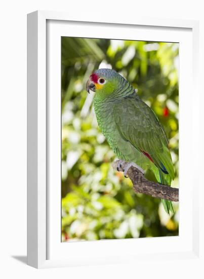 Yellow-Cheeked Amazon Parrot (Amazona Autumnalis)-Lynn M^ Stone-Framed Photographic Print