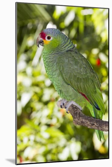 Yellow-Cheeked Amazon Parrot (Amazona Autumnalis)-Lynn M^ Stone-Mounted Photographic Print