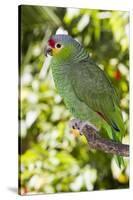 Yellow-Cheeked Amazon Parrot (Amazona Autumnalis)-Lynn M^ Stone-Stretched Canvas