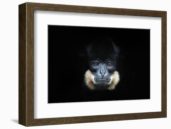 Yellow-Cheeked Gibbon, Nomascus Gabriellae, Detail Portrait of Wild Monkey. Art View of Beautiful A-Ondrej Prosicky-Framed Photographic Print