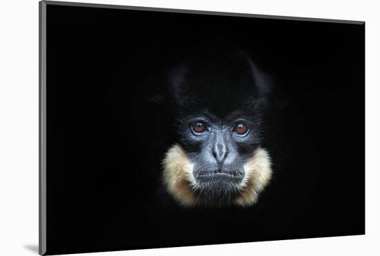 Yellow-Cheeked Gibbon, Nomascus Gabriellae, Detail Portrait of Wild Monkey. Art View of Beautiful A-Ondrej Prosicky-Mounted Photographic Print