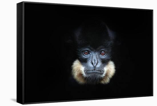 Yellow-Cheeked Gibbon, Nomascus Gabriellae, Detail Portrait of Wild Monkey. Art View of Beautiful A-Ondrej Prosicky-Framed Stretched Canvas