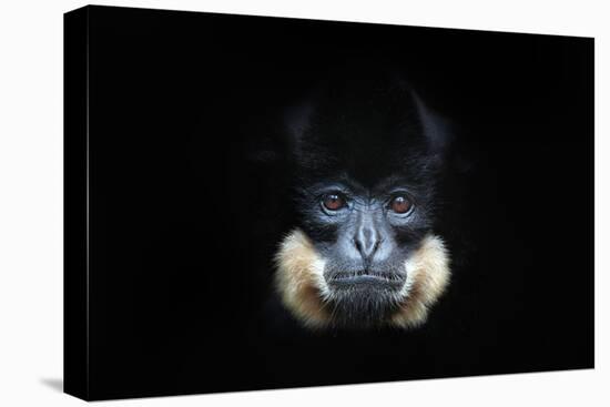 Yellow-Cheeked Gibbon, Nomascus Gabriellae, Detail Portrait of Wild Monkey. Art View of Beautiful A-Ondrej Prosicky-Stretched Canvas