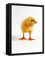 Yellow Chick-Jane Burton-Framed Stretched Canvas