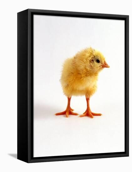 Yellow Chick-Jane Burton-Framed Stretched Canvas