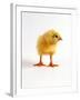 Yellow Chick-Jane Burton-Framed Photographic Print