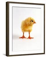 Yellow Chick-Jane Burton-Framed Photographic Print