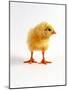 Yellow Chick-Jane Burton-Mounted Photographic Print