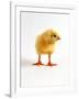 Yellow Chick-Jane Burton-Framed Photographic Print