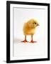 Yellow Chick-Jane Burton-Framed Photographic Print