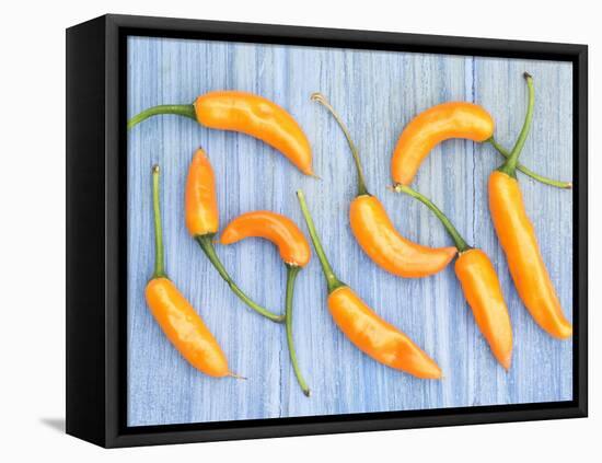 Yellow Chilli Peppers Chillies Freshly Harvested on Pale Blue Background-Gary Smith-Framed Stretched Canvas