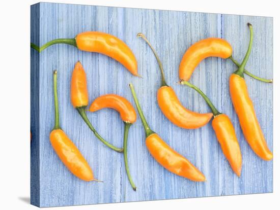 Yellow Chilli Peppers Chillies Freshly Harvested on Pale Blue Background-Gary Smith-Stretched Canvas