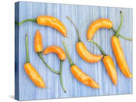Yellow Chilli Peppers Chillies Freshly Harvested on Pale Blue Background-Gary Smith-Stretched Canvas