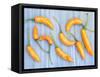 Yellow Chilli Peppers Chillies Freshly Harvested on Pale Blue Background-Gary Smith-Framed Stretched Canvas